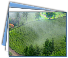 Munnar Tour Packages