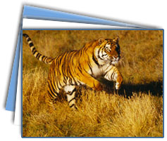 Ranthambore Wildlife Tours