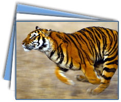 Ranthambore Wildlife Tour Packages