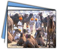 Golden Triangle Tour with Ranthambore & Puskhar 