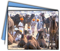 Pushkar Travel Packages