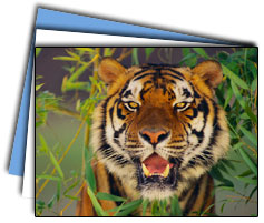 Ranthambore National Park Tours
