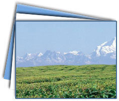 Darjeeling Hill Station