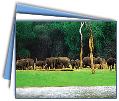 Periyar Tour Packages