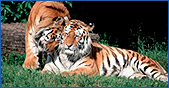 Wildlife Holidays, Tour Packages In India