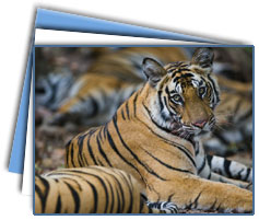 Kanha Wildlife Tours