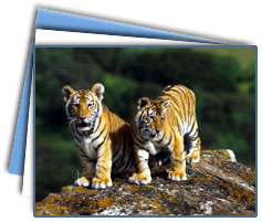 Kanha Wildlife Tour 