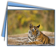 Bandhavgarh National Park Tour