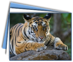 Corbett National Park Tours