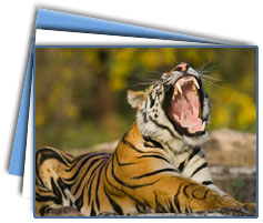 Kanha National Park Tour