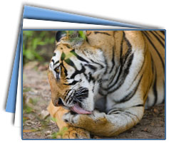 Kanha Wildlife Tour Packages