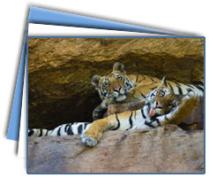 Bandhavgarh National Park Tour