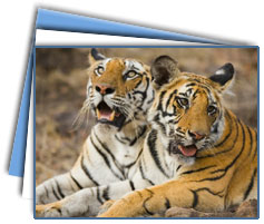 Ranthambore Wildlife Tours