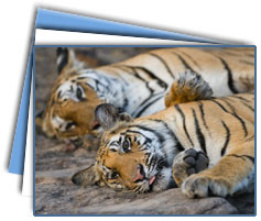 Bandhavgarh  National Package Tour 