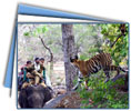 Indian Tiger Safari with Taj Mahal & Golden Triangle Tour 