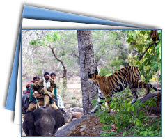 Tiger Safari, Corbett National Park 