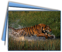 Ranthambore Wildlife Tours