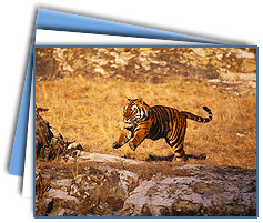 Ranthambore  National Park Tour