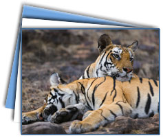 Ranthambore Wildlife Tour Packages