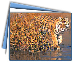 Corbett National park Tour