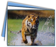 Bandhavgarh National Park Tours